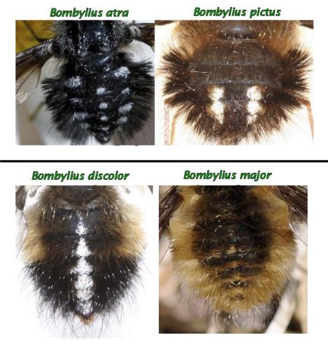 Bombyliini divers
